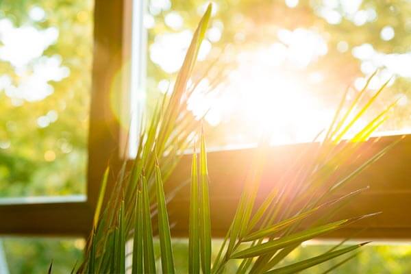 하루의 시작을 밝히는 햇빛의 역할